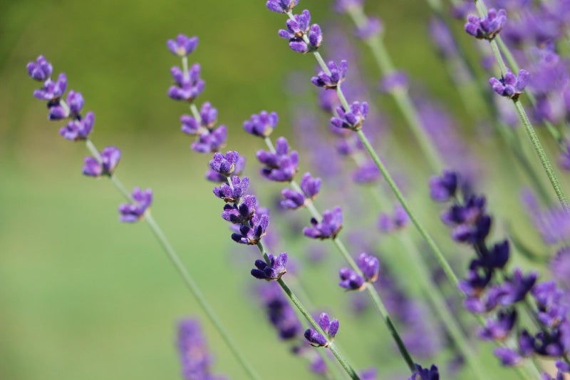 vsell24 PACK OF 3- English Lavender Seeds - Non-GMO, 10g, 85% Germination Rate, Ideal for Indoor & Outdoor Gardening - Image 2