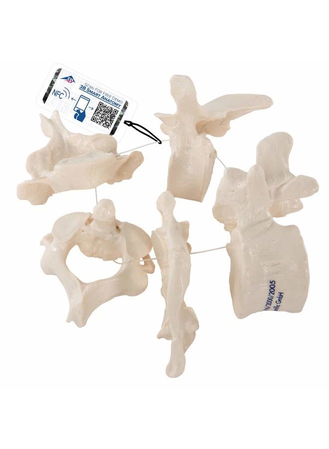 A75/1 5 Vertebrae Model