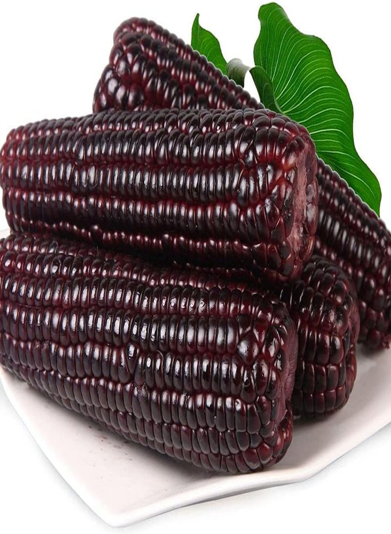 GGOOT 50pcs Special Variety Corn Seeds  - Image 2