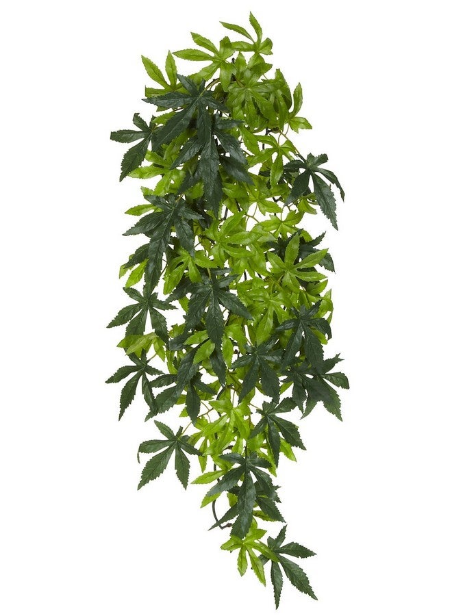 إكسو تيرا نبات إكسو تيرا سيلك تررم، كبير، أبوتيلون