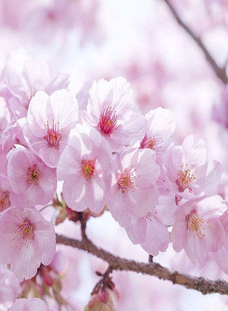 GGOOT Cherry tree seed 20pcs japanese cherry blossom tree seeds ornamental cherry trees seeds for garden - Image 1