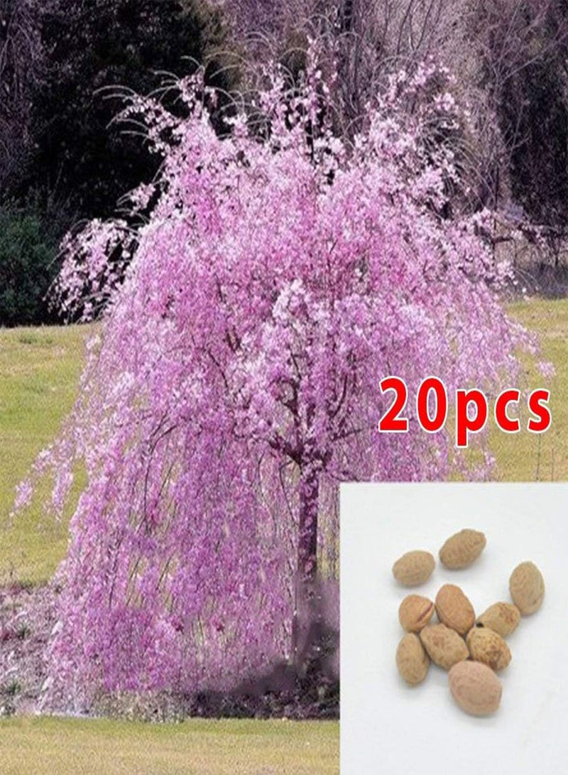 GGOOT Cherry tree seed 20pcs japanese cherry blossom tree seeds ornamental cherry trees seeds for garden - Image 2