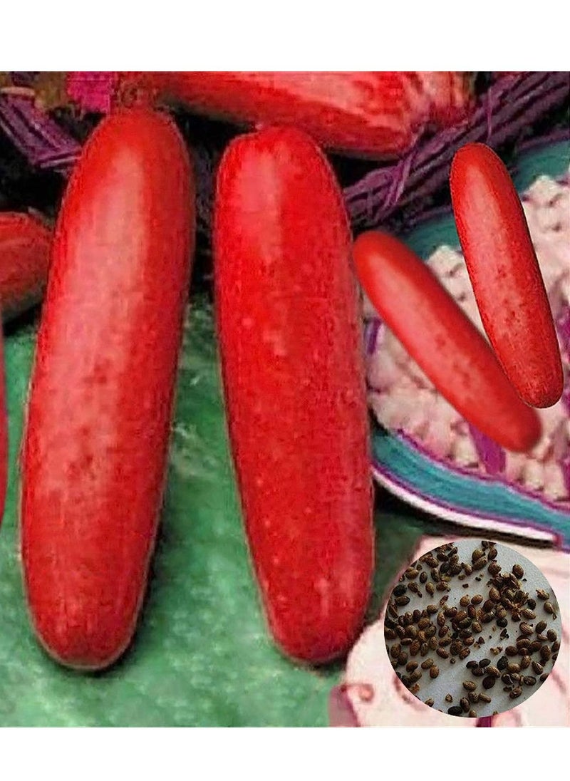 GGOOT 100Pcs Red Cucumber Seeds  - Image 1