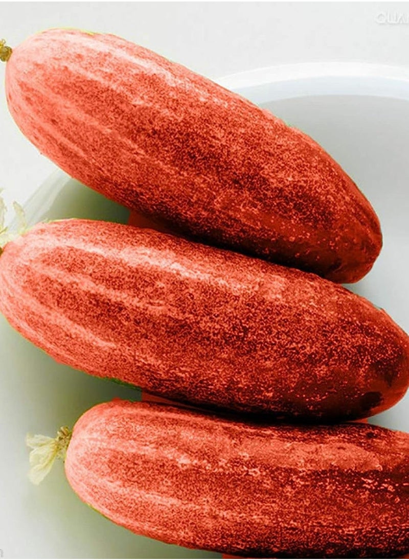 GGOOT 100Pcs Red Cucumber Seeds  - Image 4