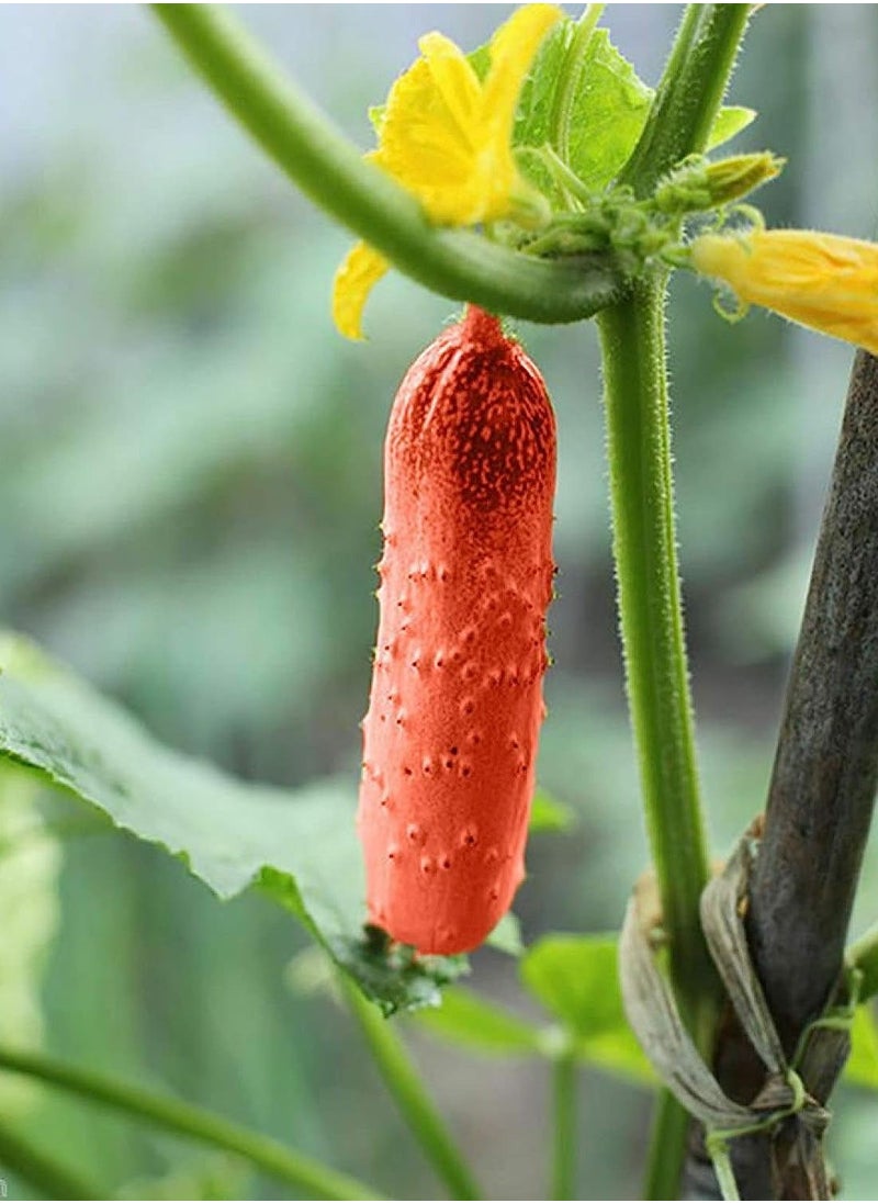 GGOOT 100Pcs Red Cucumber Seeds  - Image 3