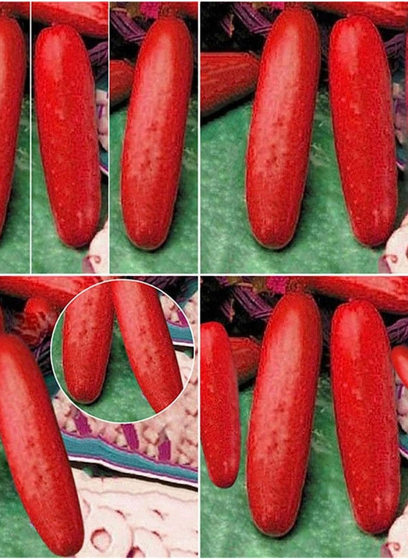 GGOOT 100Pcs Red Cucumber Seeds  - Image 2