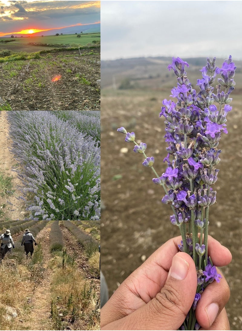 Dried Lavender Flower Buds 400 Grams (2023 Harvest) - Vacuumed Sachet