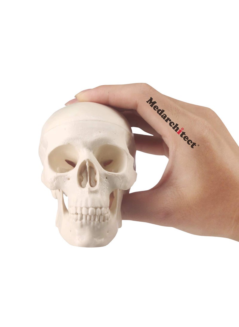 Medarchitect Medarchitect Mini Skull Model Small Size Human Anatomy Skull Model with Moving Jaw and Articulated Mandible for Drawing Cranium Medical Education Decoration Art Student Sketching 