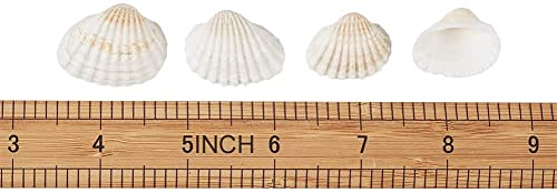 SEAJIAYI Small Tiny Sea Shells White Clam Bulk Natural Seashell for DIY Craft Home Decor Vase Fillers… - Image 5