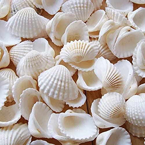 SEAJIAYI Small Tiny Sea Shells White Clam Bulk Natural Seashell for DIY Craft Home Decor Vase Fillers… - Image 1