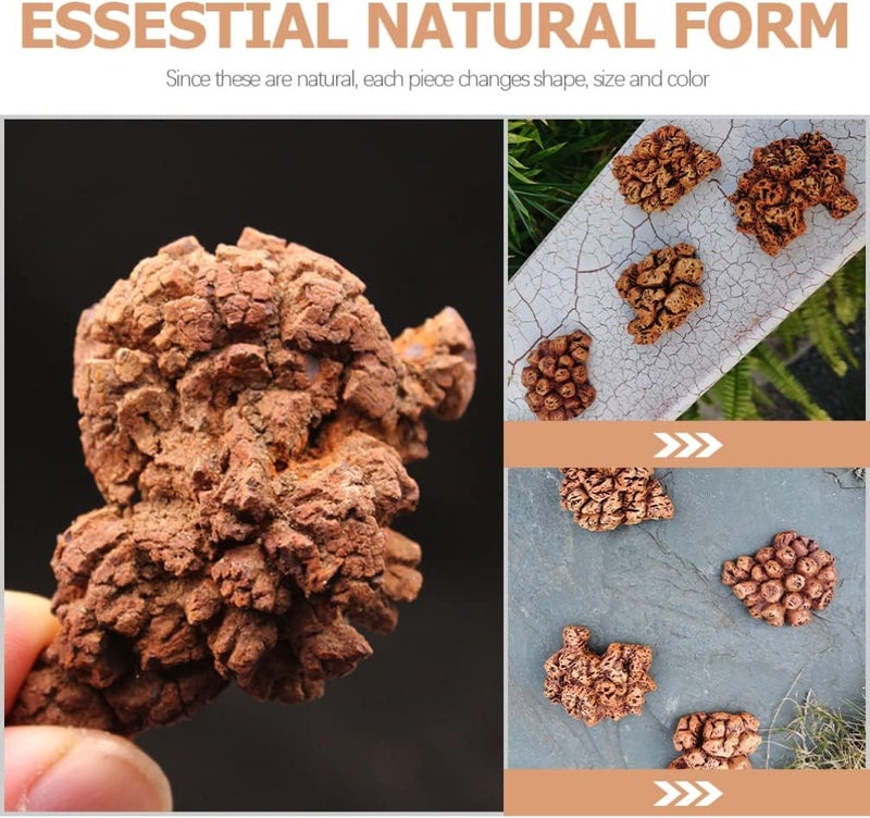 klarako 4pcs Dinosaur Coprolite Feces Trace Fossil Fossilized Dinosaur Dung Poop Coprolite Micro Landscape Ornaments Tabletop Decoration - Image 5