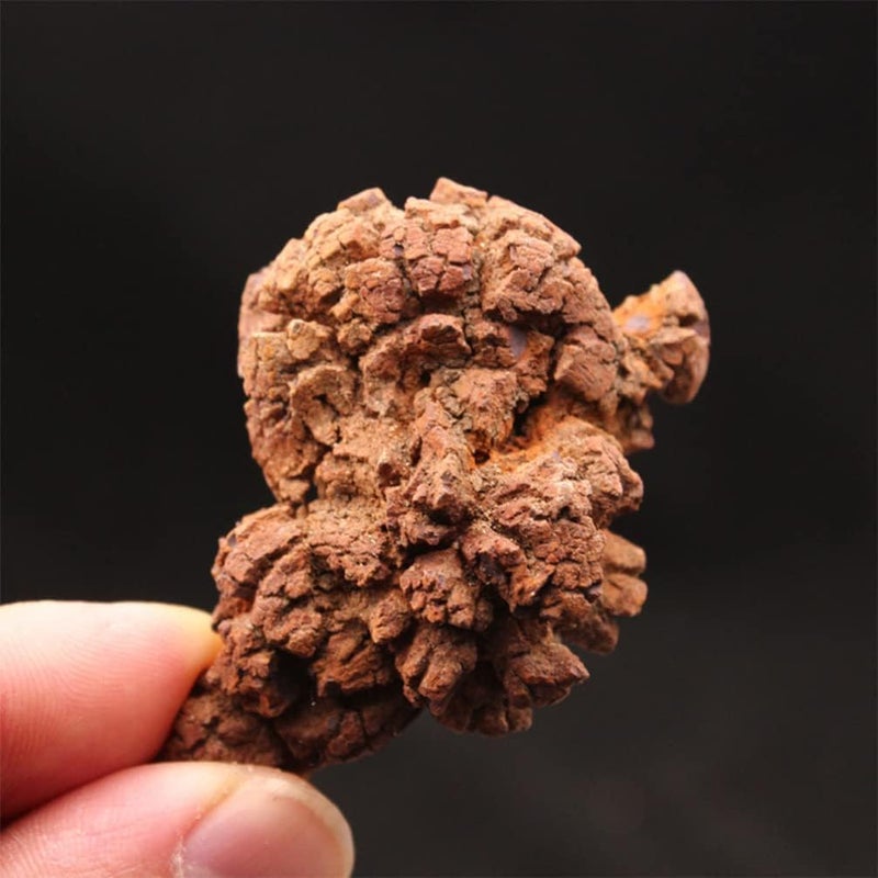 klarako 4pcs Dinosaur Coprolite Feces Trace Fossil Fossilized Dinosaur Dung Poop Coprolite Micro Landscape Ornaments Tabletop Decoration - Image 4