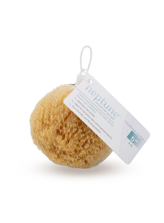 Neptune Natural Caribbean Sea Sponge - All Natural Renewable Sea Sponge (5 Inch)  - Image 5