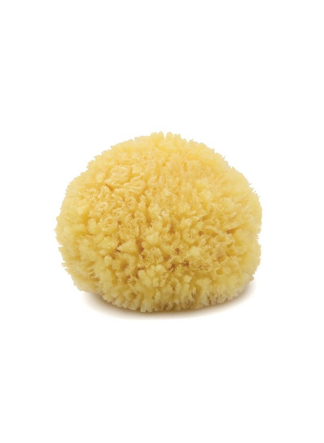 Neptune Natural Caribbean Sea Sponge - All Natural Renewable Sea Sponge (5 Inch)  - Image 1