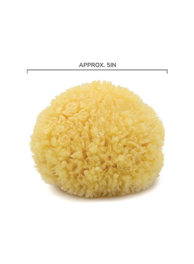 Neptune Natural Caribbean Sea Sponge - All Natural Renewable Sea Sponge (5 Inch)  - Image 2