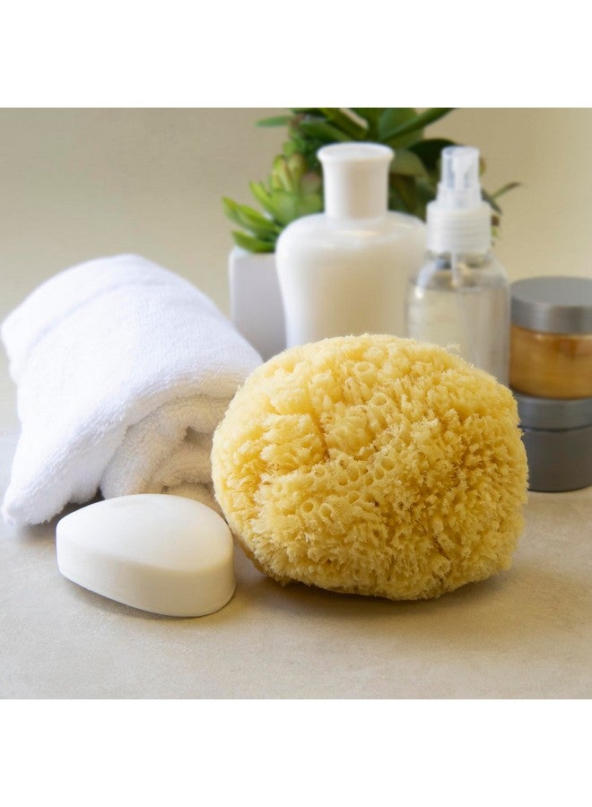 Neptune Natural Caribbean Sea Sponge - All Natural Renewable Sea Sponge (5 Inch)  - Image 3