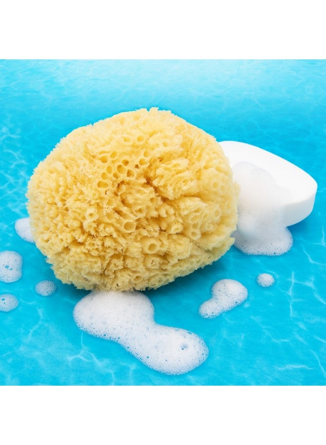 Neptune Natural Caribbean Sea Sponge - All Natural Renewable Sea Sponge (5 Inch)  - Image 4
