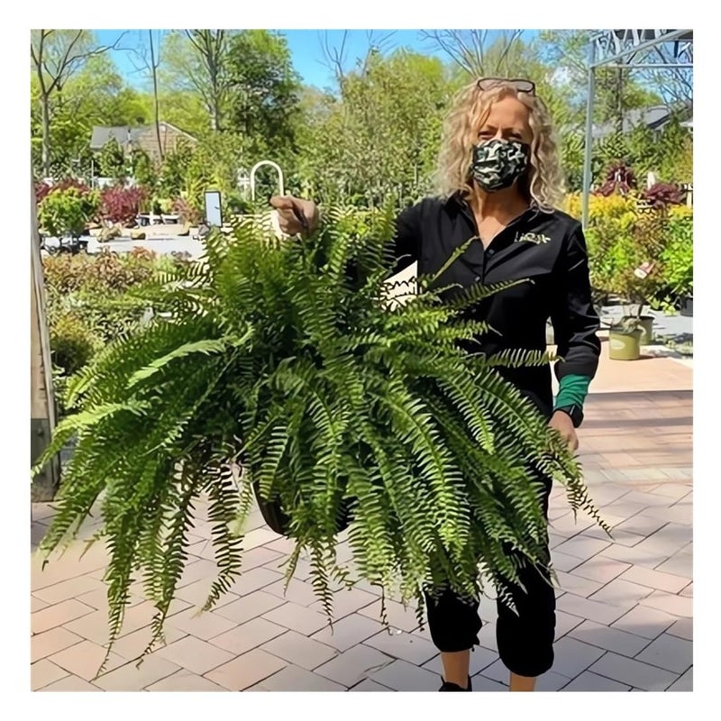 UV Resistant Lifelike Artificial Boston Fern 2024 New Faux Boston Ferns Outdoor Planter Large Realistic Fake Feen Hanging Silk Fern Stems Indoor Basket Plant Urn Fillers Front Porch 2 Green