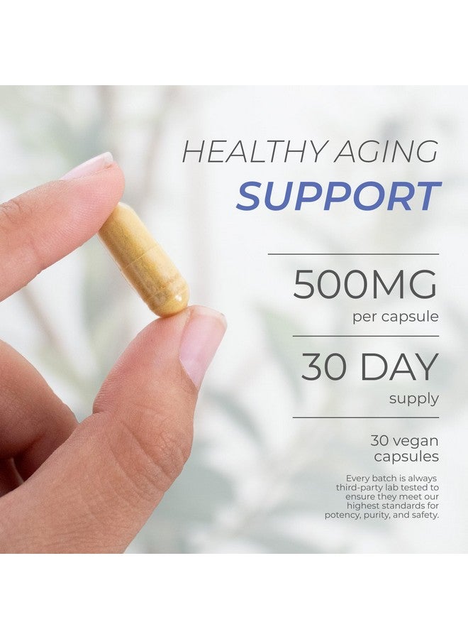 نيوروجان فيستين ٥٠٠ ملغ - نقي ٩٨٪ | كبسولات فيستين لصحة الدماغ والشيخوخة الصحية | مكملات غذائية للدماغ للذاكرة والتركيز، ودعم مضاد للشيخوخة | بوليفينولات طبيعية، غير معدلة وراثيًا، ٣٠ جرعة - Image 2