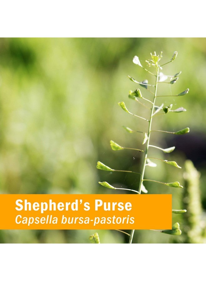 HERB PHARM مستخلص سائل من عشبة الشيب - 4 أونصات - Image 2