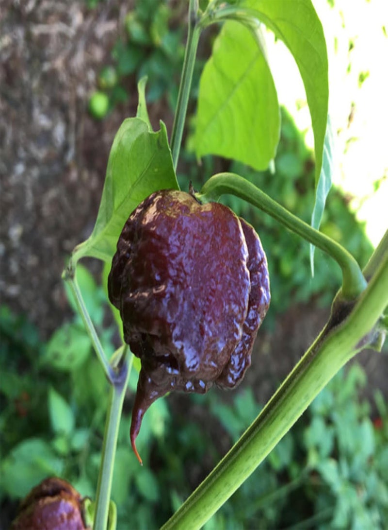Carolina Reaper Chocolate Chili Pepper Seeds - Spicy Chili Plant Open Pollinated Guaranteed Seed Variety