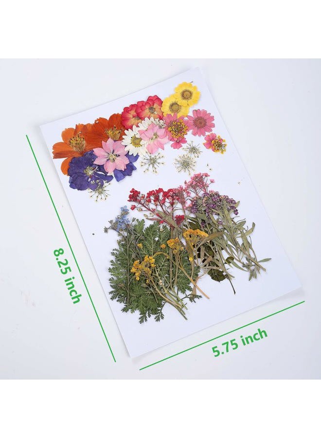 AHTONG 17 Types 48PCS Real Dried Pressed Flowers Leaf Plant Herbarium for DIY Resin Jewelry Making Floral Decors(Colorful) - Image 2
