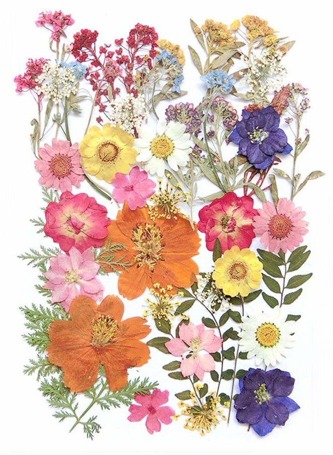 AHTONG 17 Types 48PCS Real Dried Pressed Flowers Leaf Plant Herbarium for DIY Resin Jewelry Making Floral Decors(Colorful) - Image 1