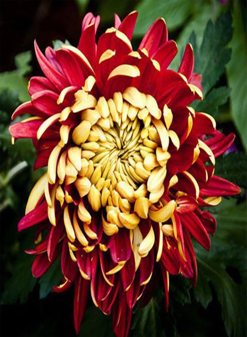 GGOOT 100Pcs Rare Bicolor Seeds Red Yellow Chrysanthemum Flower Plant Seeds Morifolium - Image 3