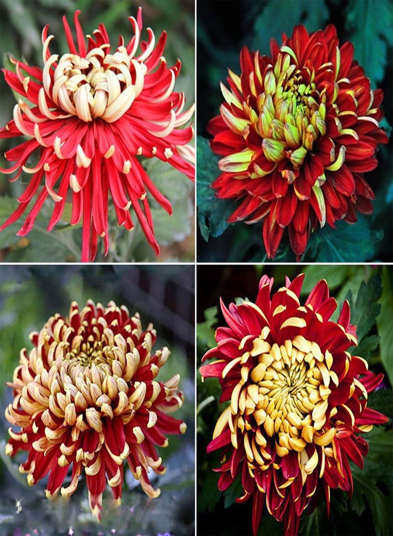 GGOOT 100Pcs Rare Bicolor Seeds Red Yellow Chrysanthemum Flower Plant Seeds Morifolium - Image 1