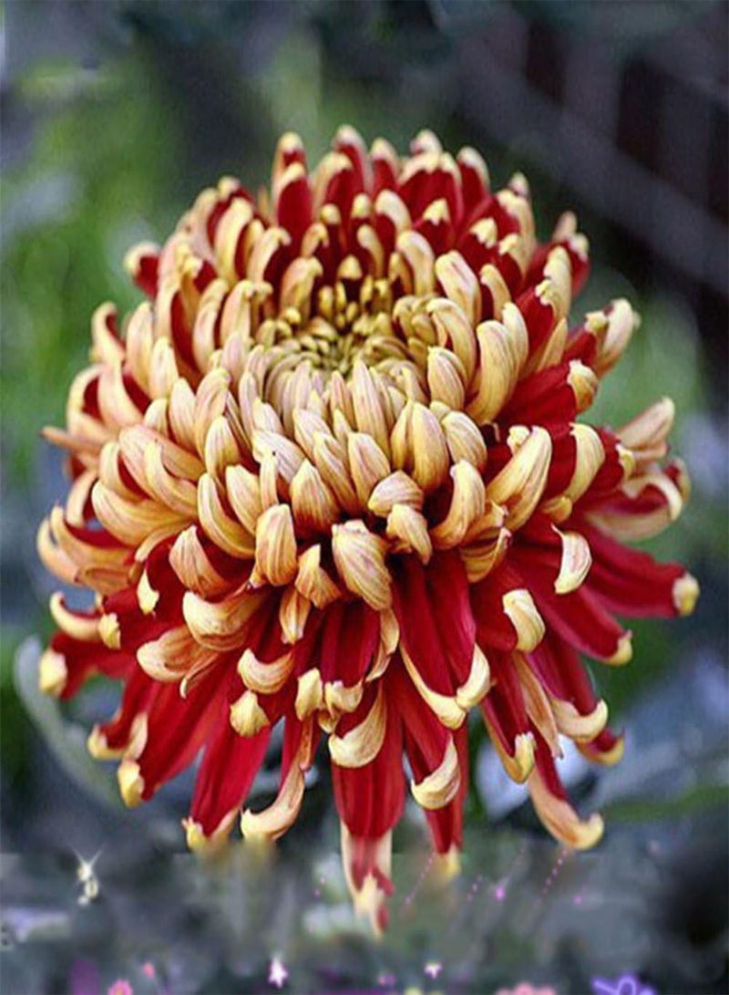GGOOT 100Pcs Rare Bicolor Seeds Red Yellow Chrysanthemum Flower Plant Seeds Morifolium - Image 5