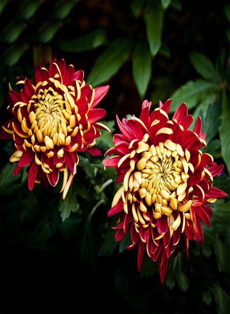 GGOOT 100Pcs Rare Bicolor Seeds Red Yellow Chrysanthemum Flower Plant Seeds Morifolium - Image 2
