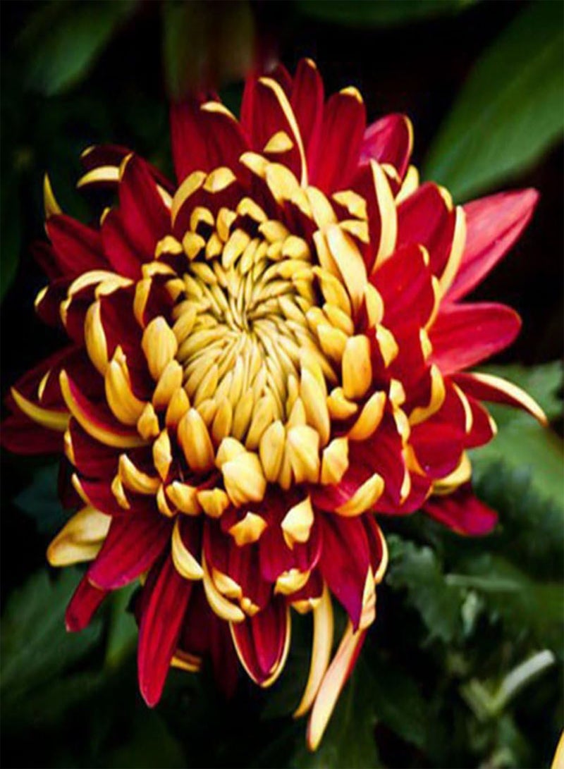 GGOOT 100Pcs Rare Bicolor Seeds Red Yellow Chrysanthemum Flower Plant Seeds Morifolium - Image 4