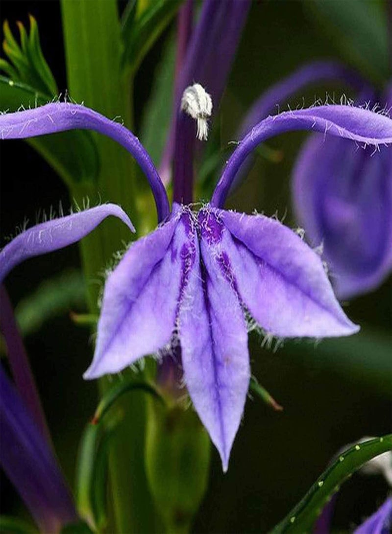 جي جوت 100 قطعة/حقيبة بذور اللوبيليا، نبات اللوبيليا المعمر ذو الإزهار الأحمر، شتلات زهور سطح المكتب للزراعة في الشرفة والحديقة والفناء الخارجي، بذرة واحدة - Image 4