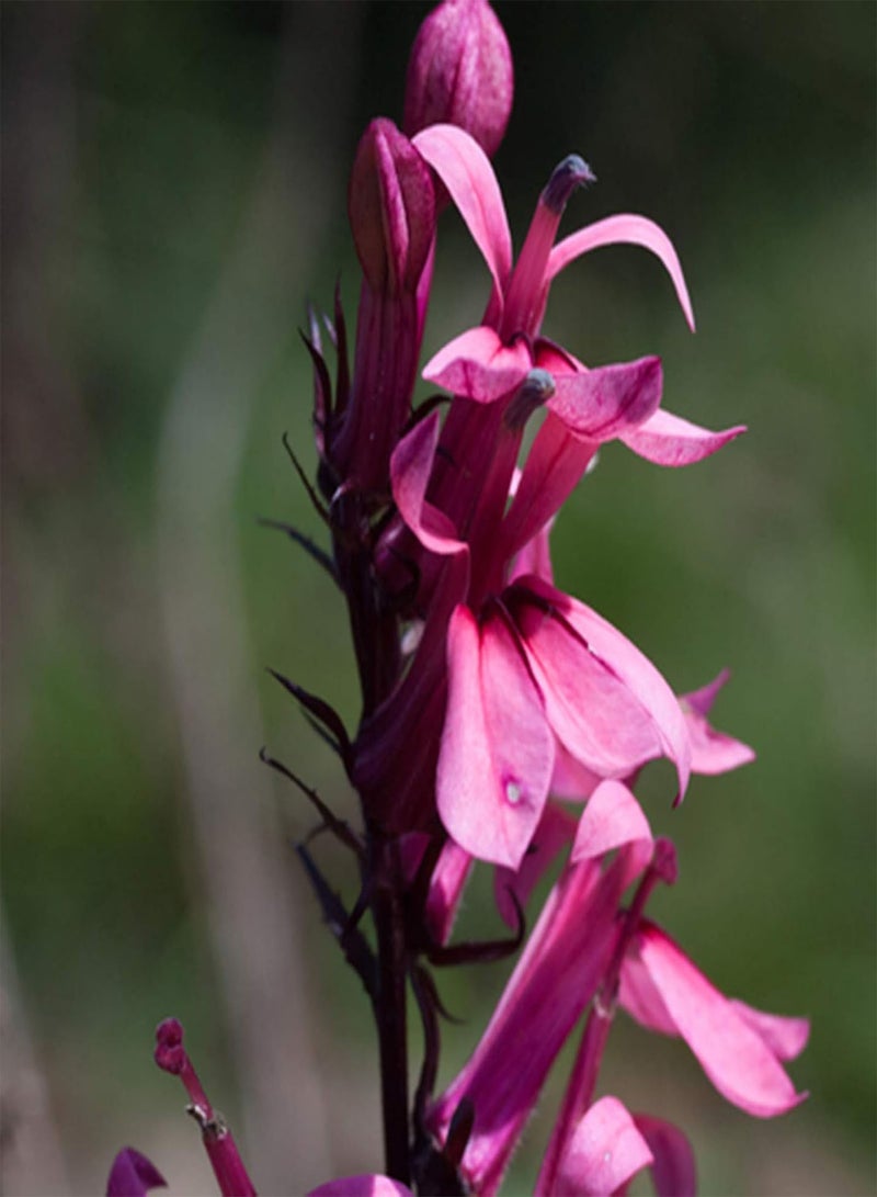 جي جوت 100 قطعة/حقيبة بذور اللوبيليا، نبات اللوبيليا المعمر ذو الإزهار الأحمر، شتلات زهور سطح المكتب للزراعة في الشرفة والحديقة والفناء الخارجي، بذرة واحدة - Image 3