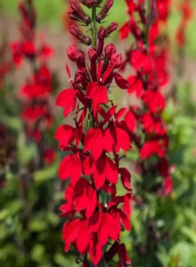 جي جوت 100 قطعة/حقيبة بذور اللوبيليا، نبات اللوبيليا المعمر ذو الإزهار الأحمر، شتلات زهور سطح المكتب للزراعة في الشرفة والحديقة والفناء الخارجي، بذرة واحدة - Image 2