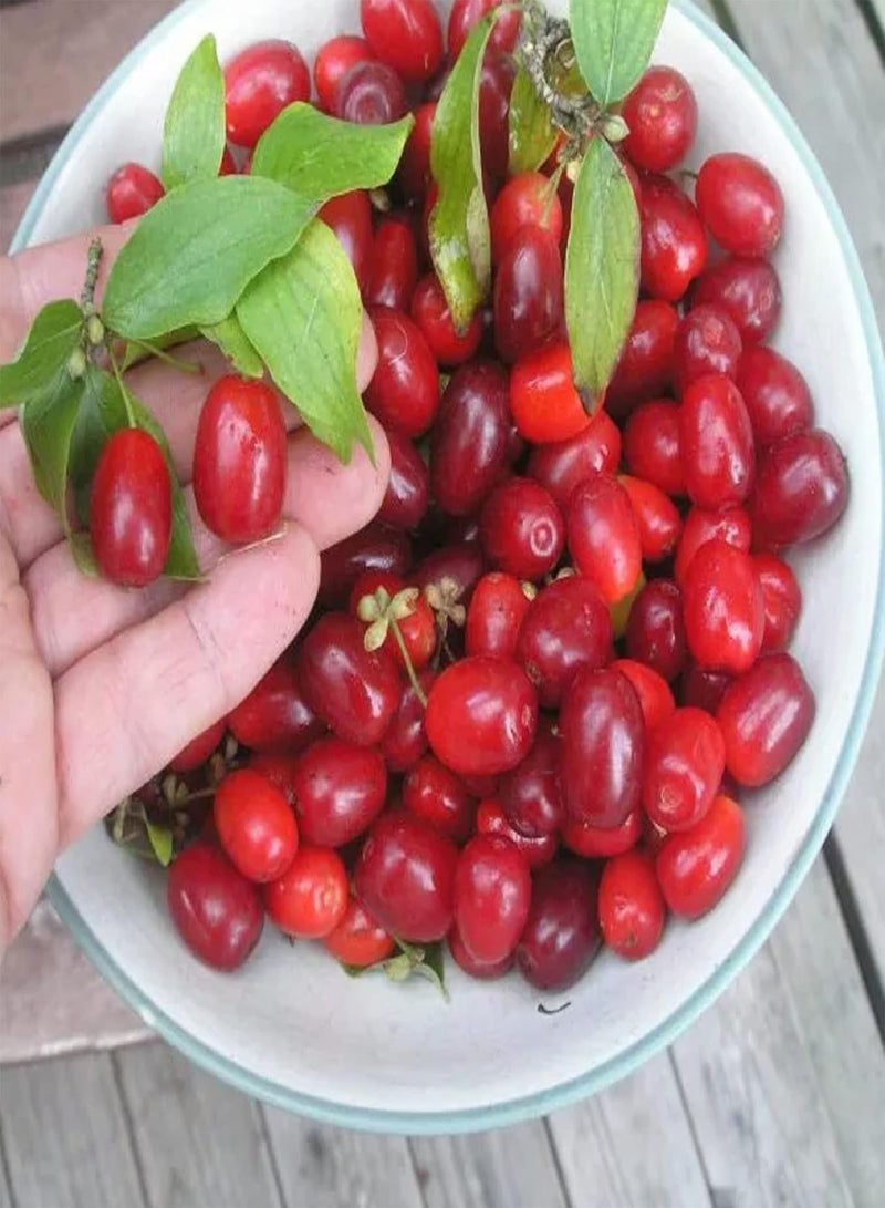 جي جوت بذور كورنوس ماس، كرز كورنيليان، كورنيل، شربات قرانيا صالحة للأكل، 10 بذور، شجيرة نفضية، فاكهة صالحة للأكل، شجرة ذات مناظر طبيعية متينة ذات جمال رائع - Image 3