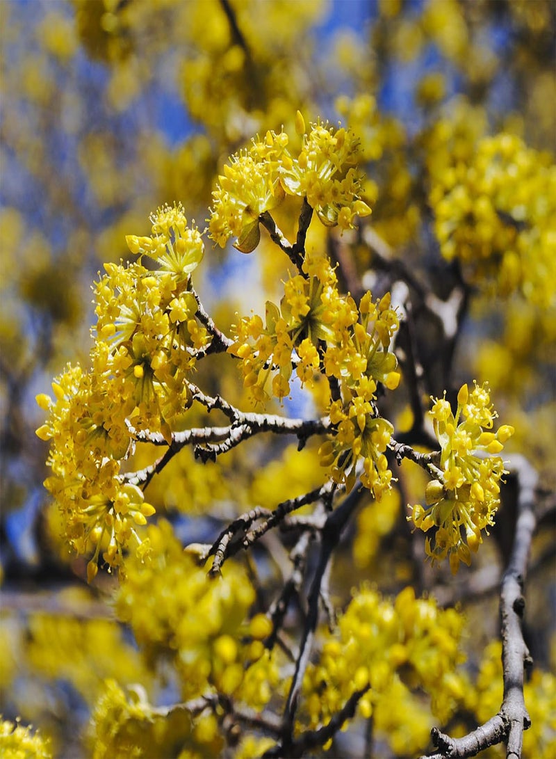 جي جوت بذور كورنوس ماس، كرز كورنيليان، كورنيل، شربات قرانيا صالحة للأكل، 10 بذور، شجيرة نفضية، فاكهة صالحة للأكل، شجرة ذات مناظر طبيعية متينة ذات جمال رائع - Image 5