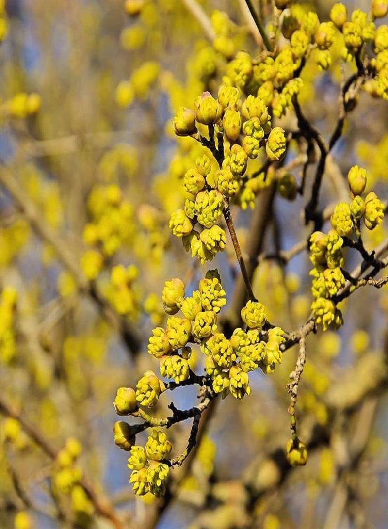 جي جوت بذور كورنوس ماس، كرز كورنيليان، كورنيل، شربات قرانيا صالحة للأكل، 10 بذور، شجيرة نفضية، فاكهة صالحة للأكل، شجرة ذات مناظر طبيعية متينة ذات جمال رائع - Image 4