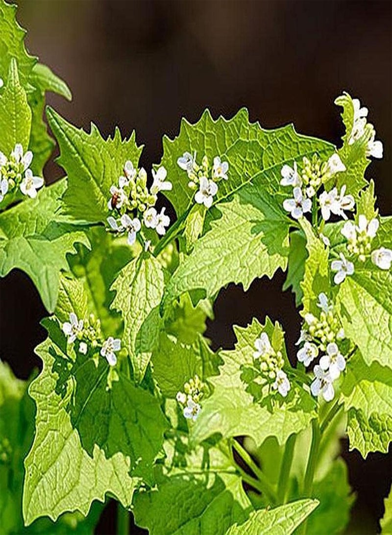 جي جوت 100 قطعة من بذور الخردل المزروعة في الدفيئة على مدار العام، خضراوات خضراء طبيعية متنوعة أساسية لاستقبال الضيوف - Image 2