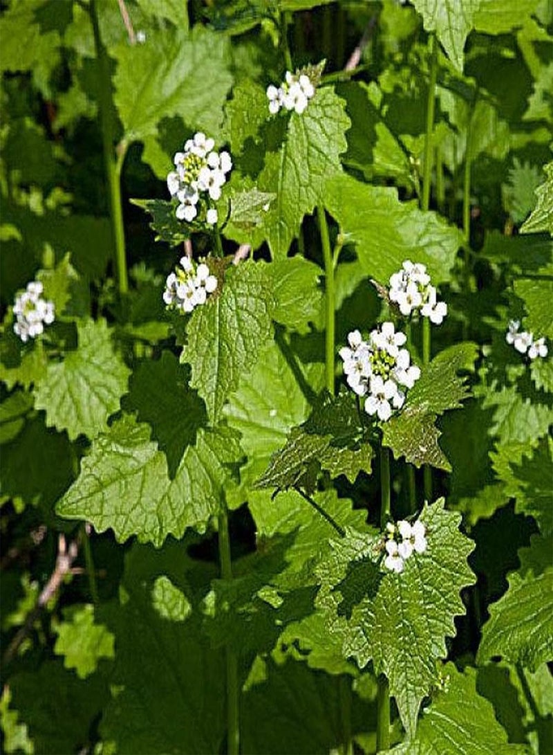 جي جوت 100 قطعة من بذور الخردل المزروعة في الدفيئة على مدار العام، خضراوات خضراء طبيعية متنوعة أساسية لاستقبال الضيوف - Image 1