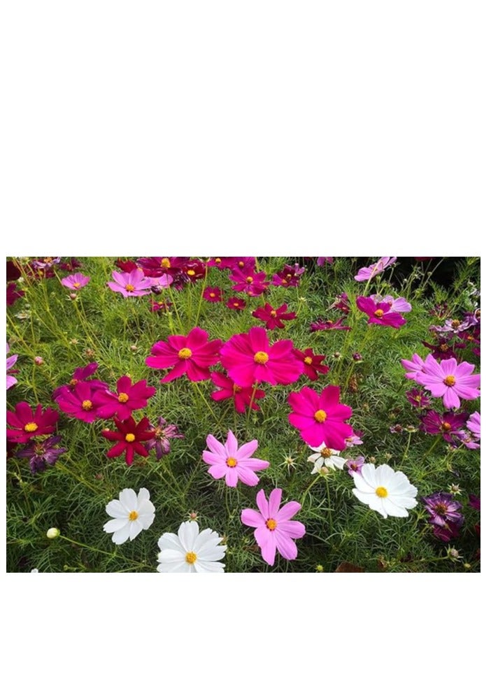 ڤسيل24 3 عبوات من بذور زهرة الأقحوان الفارسي الكونية غير المعدلة وراثيًا مع نظافة 98% ونقاء 95% ومعدل إنبات 85% 10 جرام - Image 1