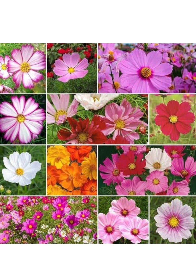 ڤسيل24 3 عبوات من بذور زهرة الأقحوان الفارسي الكونية غير المعدلة وراثيًا مع نظافة 98% ونقاء 95% ومعدل إنبات 85% 10 جرام - Image 3