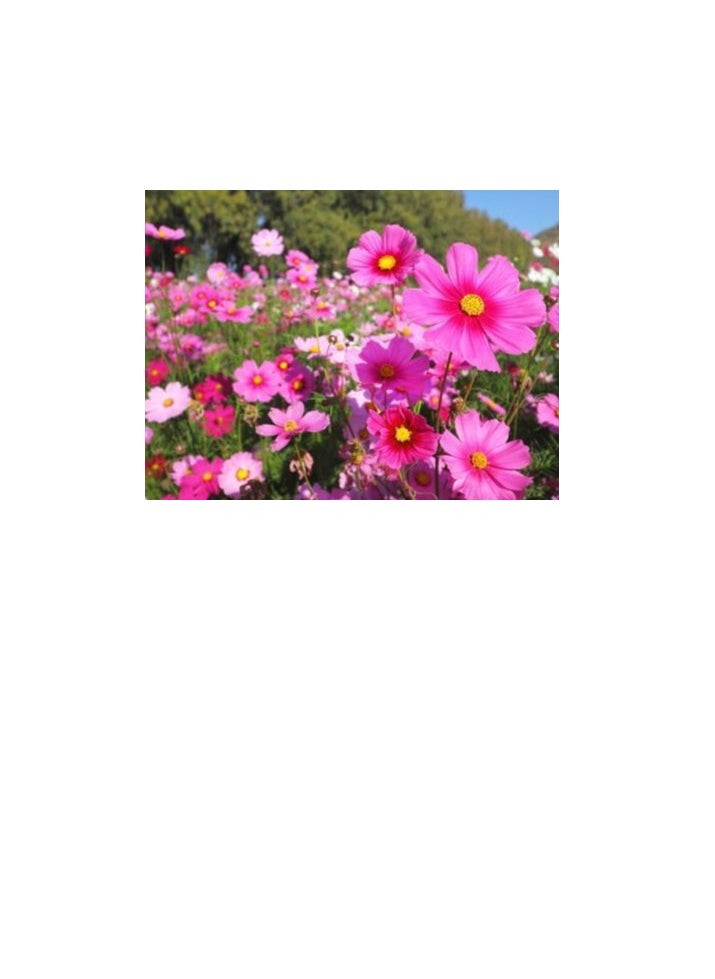 3Pack Persian chrysanthemum Cosmos Flower Planting Seeds NON GMO Flower Seeds With 98% Cleaness, 95% Purity, 85% Germination Rate 10g