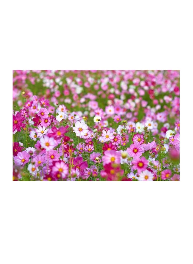 3Pack Persian chrysanthemum Cosmos Flower Planting Seeds NON GMO Flower Seeds With 98% Cleaness, 95% Purity, 85% Germination Rate 10g