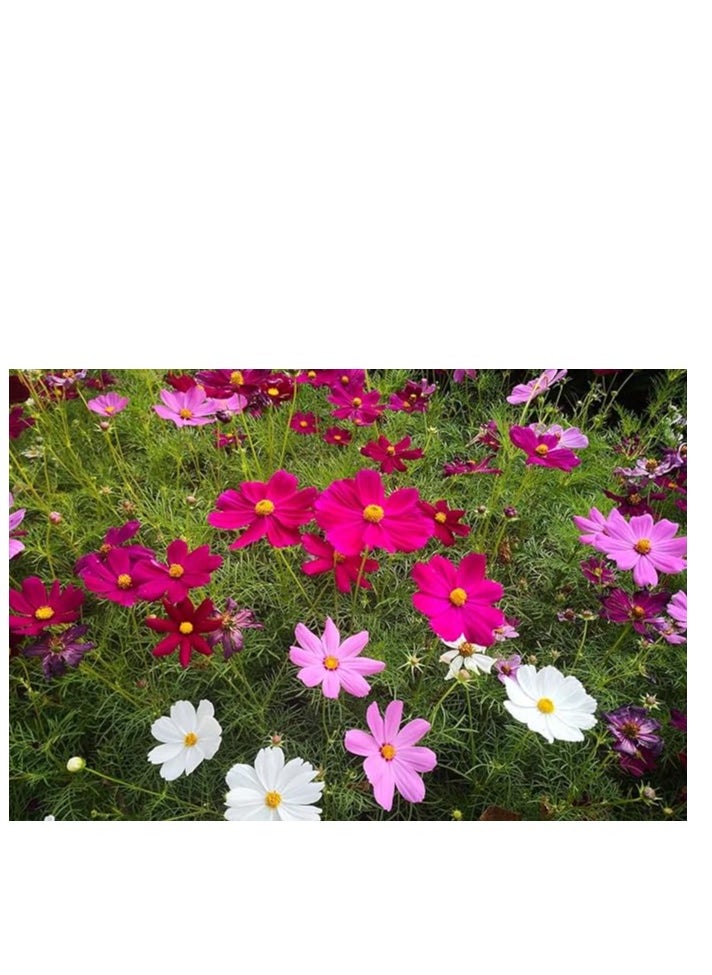 3Pack Persian chrysanthemum Cosmos Flower Planting Seeds NON GMO Flower Seeds With 98% Cleaness, 95% Purity, 85% Germination Rate 10g