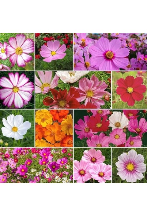 3Pack Persian chrysanthemum Cosmos Flower Planting Seeds NON GMO Flower Seeds With 98% Cleaness, 95% Purity, 85% Germination Rate 10g