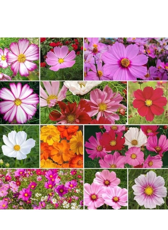 3Pack Persian chrysanthemum Cosmos Flower Planting Seeds NON GMO Flower Seeds With 98% Cleaness, 95% Purity, 85% Germination Rate 10g