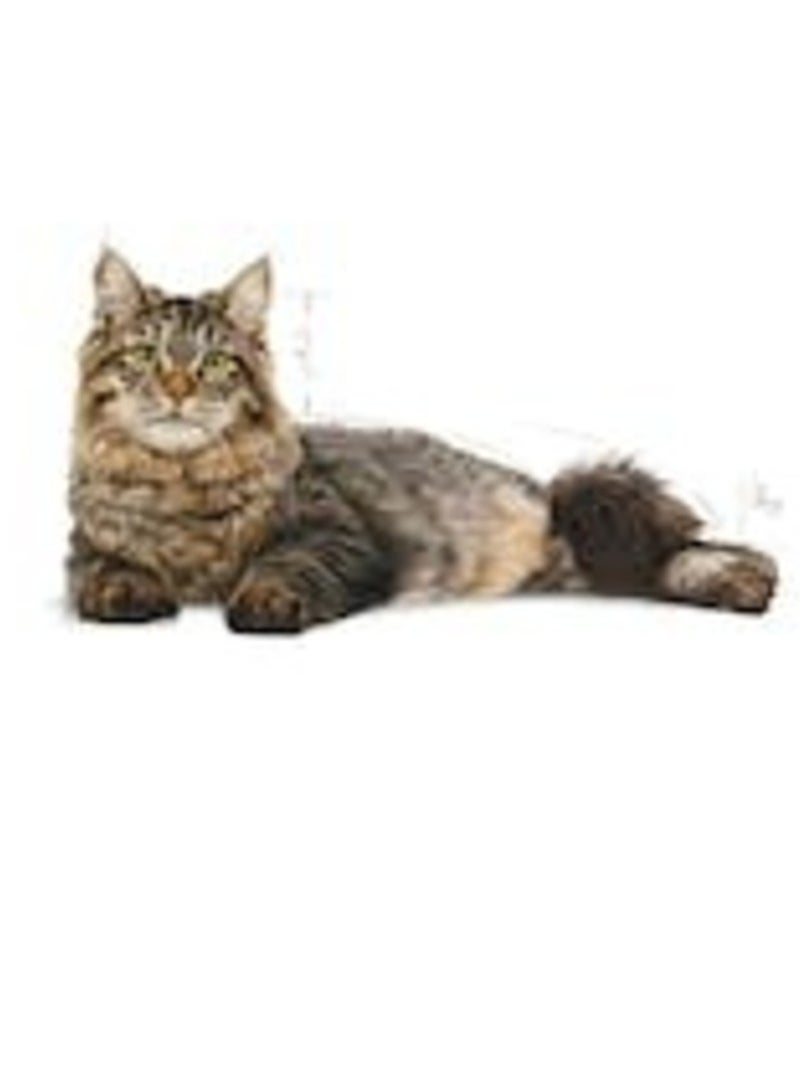 رويال كانين طعام جاف للعناية بالمسالك البولية للقطط 2 كيلو - Image 4