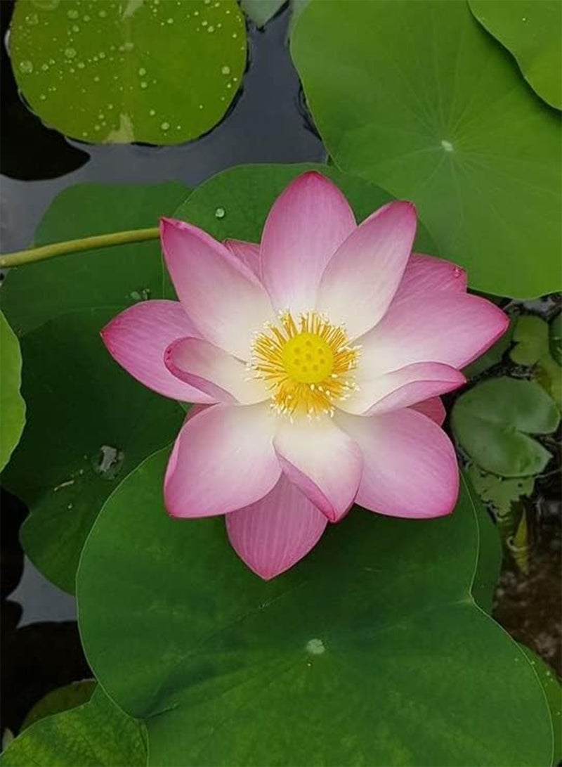 جي جوت بذور لوتس نيلومبو نوسيفيرا 10+ - Image 2