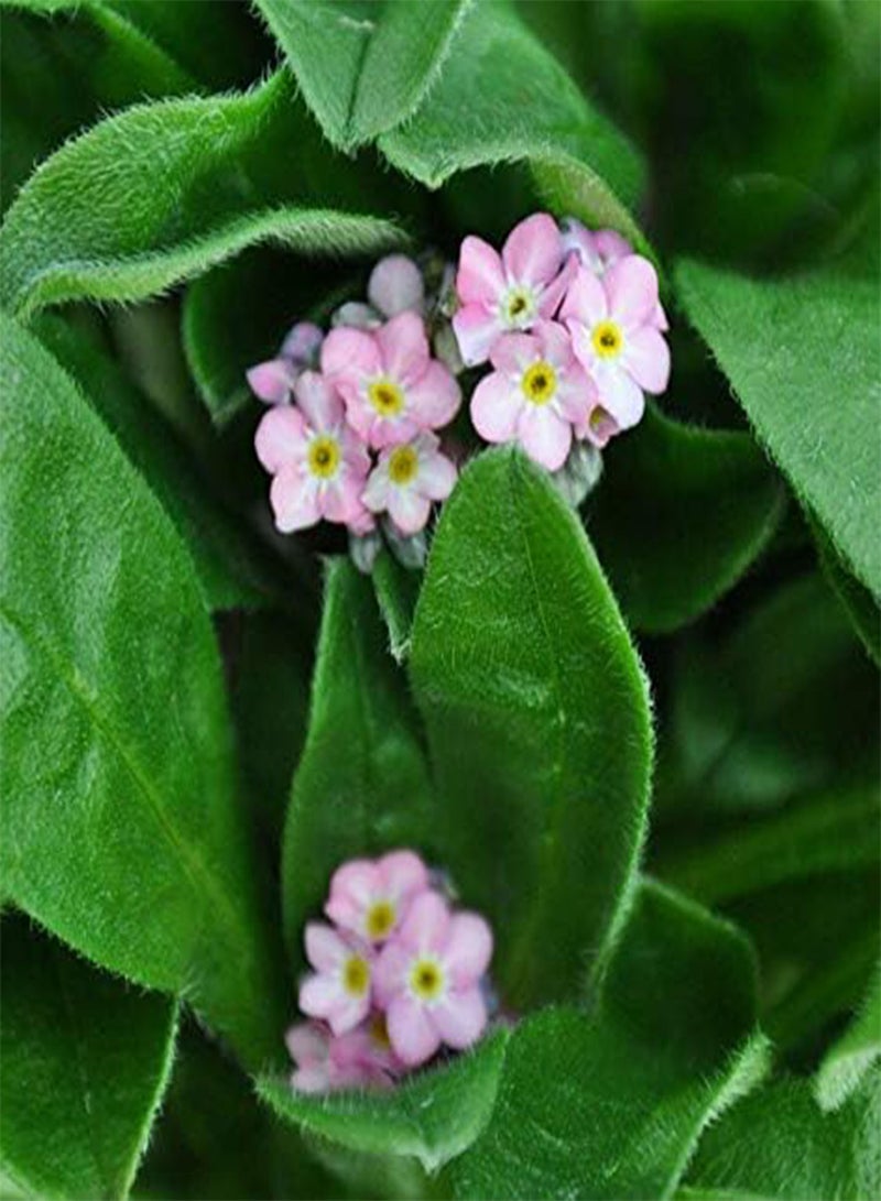 GGOOT Myosotis Victoria Rosea ‘Forget me not’ Approx. x50 Seeds Easy to Grow,